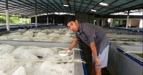 五年磨一劍 豐年蟲工廠化養(yǎng)殖技術(shù)的神話與底氣
